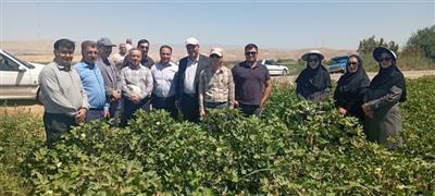 بازدید میدانی رئیس موسسه تحقیقات پنبه كشور از مزارع پنبه كاری استان خراسان شمالی