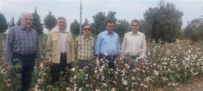 برنامه های مدون و جامع برای احیاء و رونق بیشتر محصول پنبه