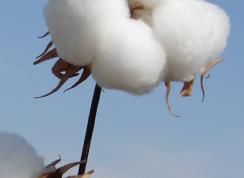 گلچین تصاویر موسسه