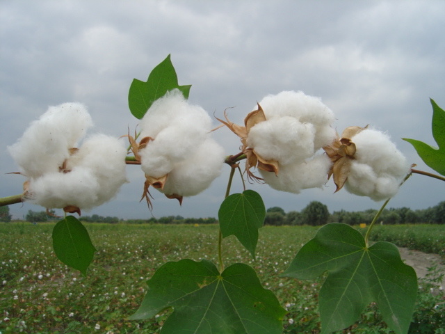 گلچین تصاویر موسسه