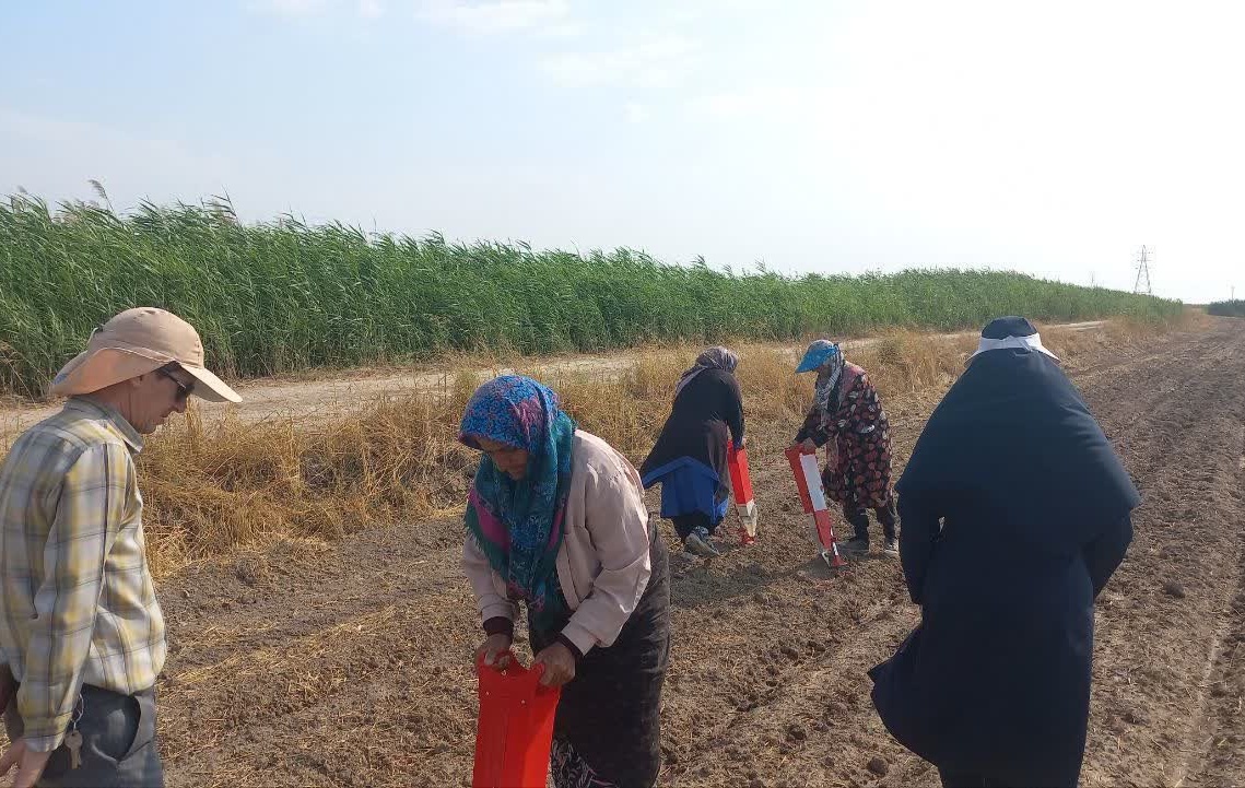 طلای سفید در آغوش فناوری؛ جهش تولید پنبه گلستان با نفوذ دانش در مزارع الگویی