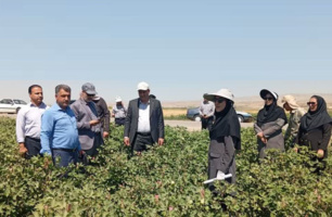 بازدید میدانی رئیس موسسه تحقیقات پنبه کشور از مزارع پنبه کاری استان خراسان شمالی