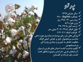 فراخوان واگذاری موقت دانش فنی تولید و تکثیر بذر رقم پرتو