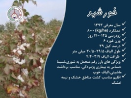 فراخوان واگذاری موقت دانش فنی تولید و تکثیر بذر رقم خورشید