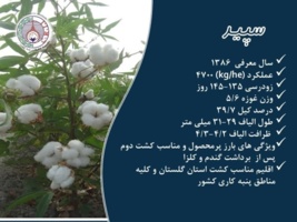 فراخوان واگذاری موقت دانش فنی تولید و تکثیر بذر رقم سپید