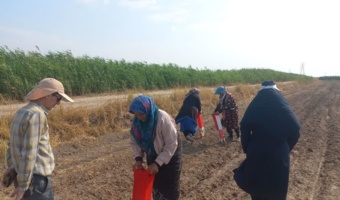 طلای سفید در آغوش فناوری؛ جهش تولید پنبه گلستان با نفوذ دانش در مزارع الگویی
