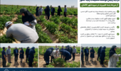بررسی وضعیت رشد و توسعه مزرعه