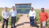 پایش موفقیت‌آمیز مزارع پنبه شهرستان سرایان؛ عدم مشاهده آفات کلیدی و تأکید بر مدیریت آبیاری پیش از برداشت