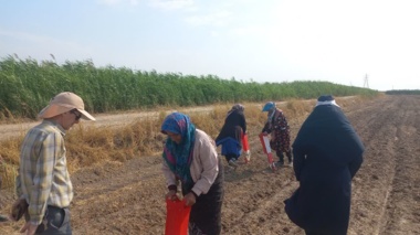 طلای سفید در آغوش فناوری؛ جهش تولید پنبه گلستان با نفوذ دانش در مزارع الگویی