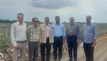 برنامه های مدون و جامع برای احیاء و رونق بیشتر محصول پنبه