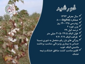 فراخوان واگذاری موقت دانش فنی تولید و تکثیر بذر رقم خورشید