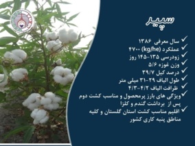 فراخوان واگذاری موقت دانش فنی تولید و تکثیر بذر رقم سپید