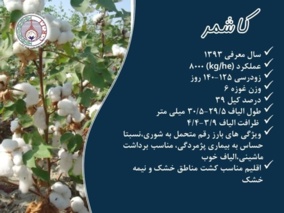 فراخوان واگذاری موقت دانش فنی تولید و تکثیر بذر رقم کاشمر